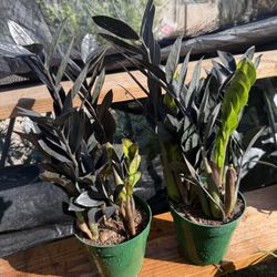 Black Zz Plant 