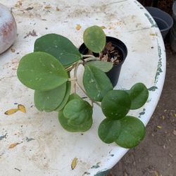Hoya Obovata Plant