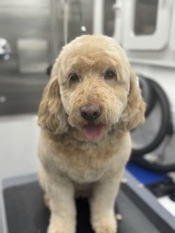 Lavadora Y Corte De Pelo Y Mas