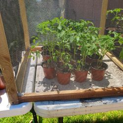 Home Grown Tomato Plants