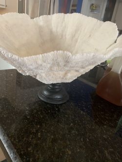 Coral blanco en perfecto estado.