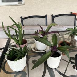 $5 Plant sale