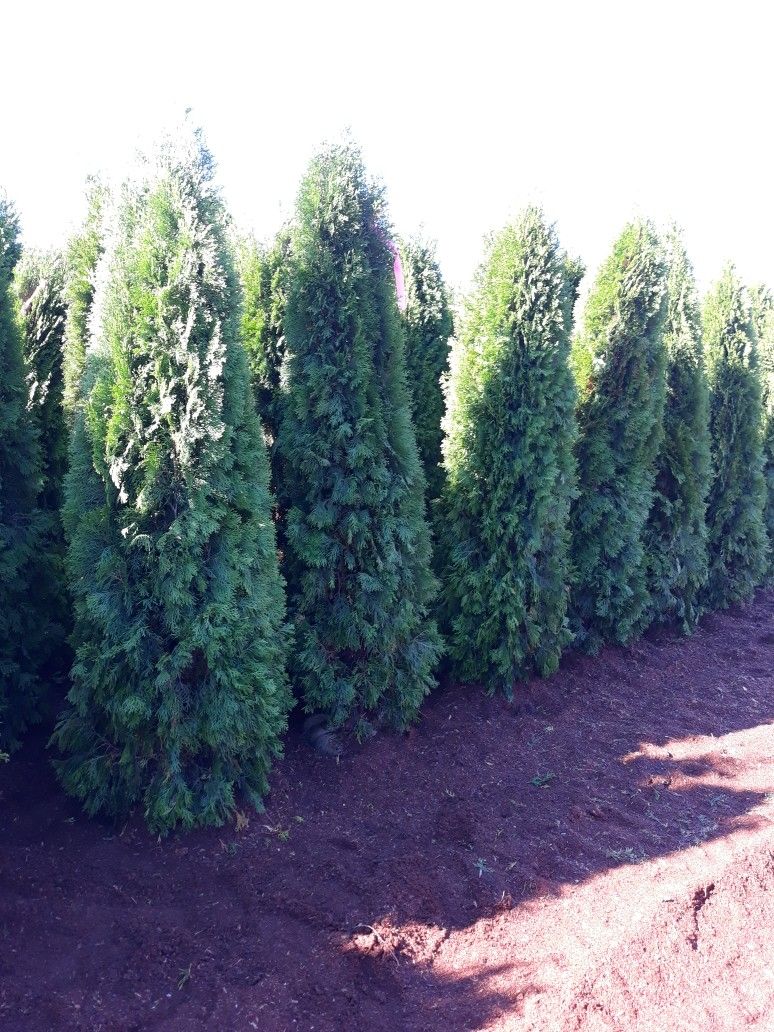 Arborvitae emerald Green Trees For Sale 