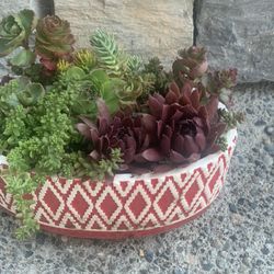 Live outdoor succulent arrangement in red ceramic pile