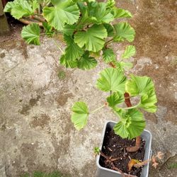 Geranium Plant