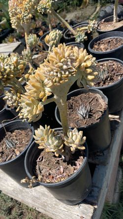 Ghost plant succulent rare mermaid crescent