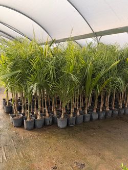 Queen palms 10" pots 5-6 feet tall