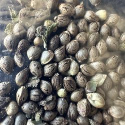 Seeds And Plants  For Sale 