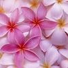 Jasmin 