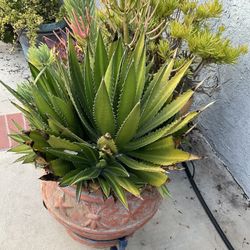 Big Rare Agave Plant In Pot
