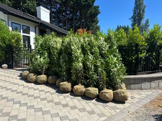 SKIP LAUREL FOR SALE IN THE SEATTLE WA AREA