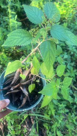 Ortiga live plant multi benefits