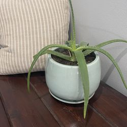 Plant/pot 