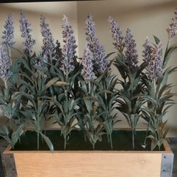 Fake lavender Plant