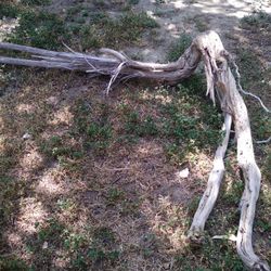 Natural Driftwood Aquarium Terrarium 