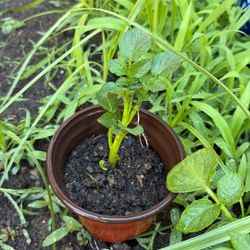 Potato Plant