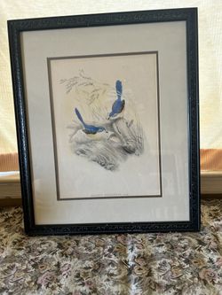 J Gould, HC Richter Lithograph - Wren or Warbler