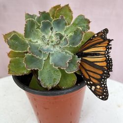 Suculenta Con Mariposa