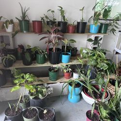 Big Plant Sale Most $5-10 