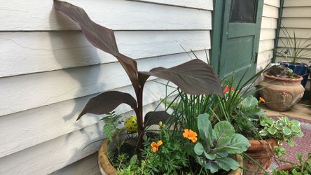 Flash sale canna bulb $1/ea