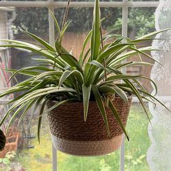 Large House Plants For Sale  $20 Each