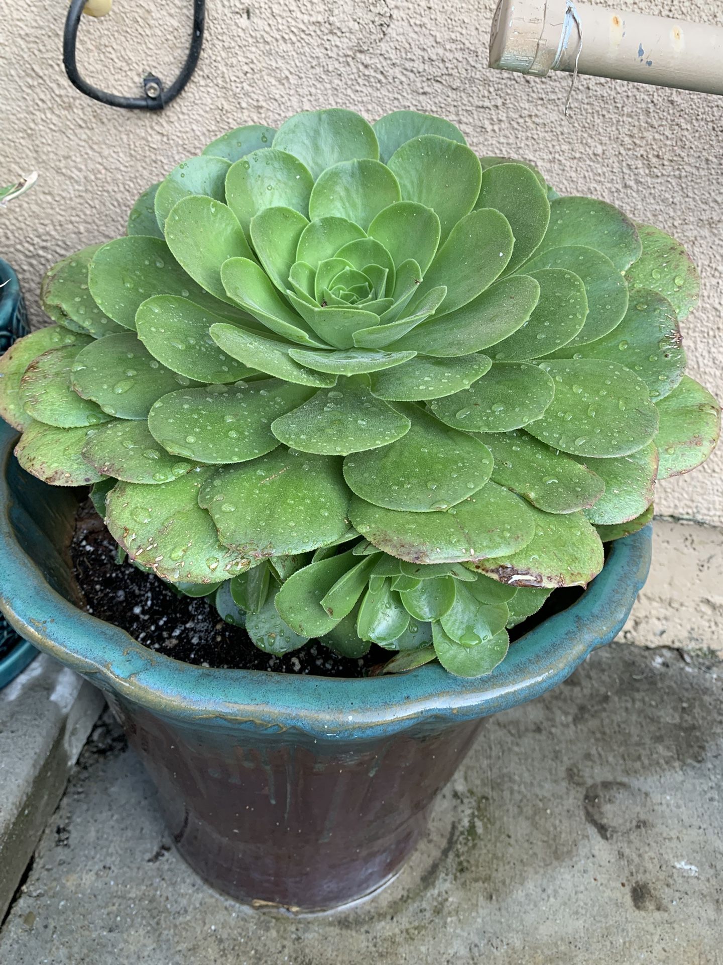 Beautiful Succulent Very Healthy