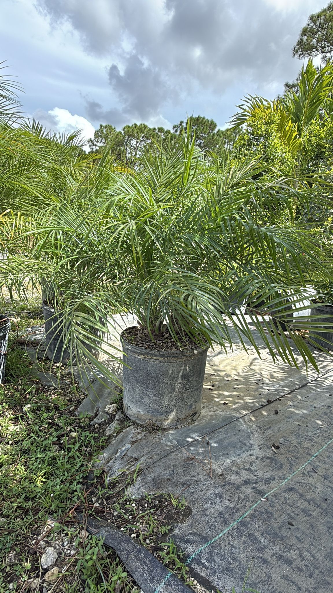 Rubeline Palm - 7gl