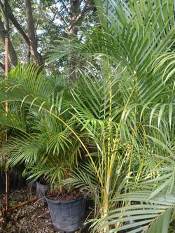 Areca palms huge sale now starting from $8