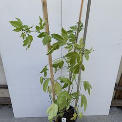 PA2- Purple Passion Fruit Plants 