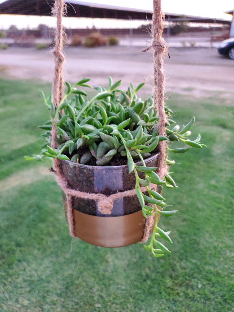 Small hanging plant