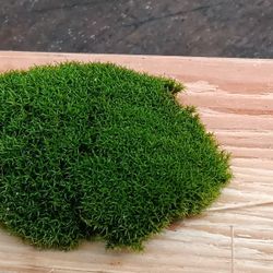 MOSS for Assortment for terrarium vivarium fairy garden 