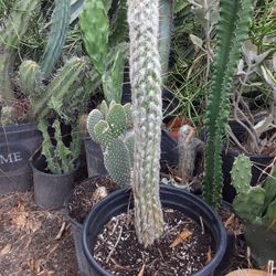 Oh Man Cactus Plant