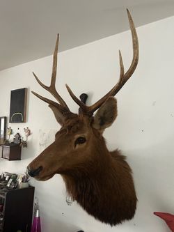 Vintage Taxidermy Elk with Killer Rack.