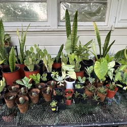 Plants For Sale 