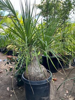 Ponytail Palm ‘ elephant foot plant’