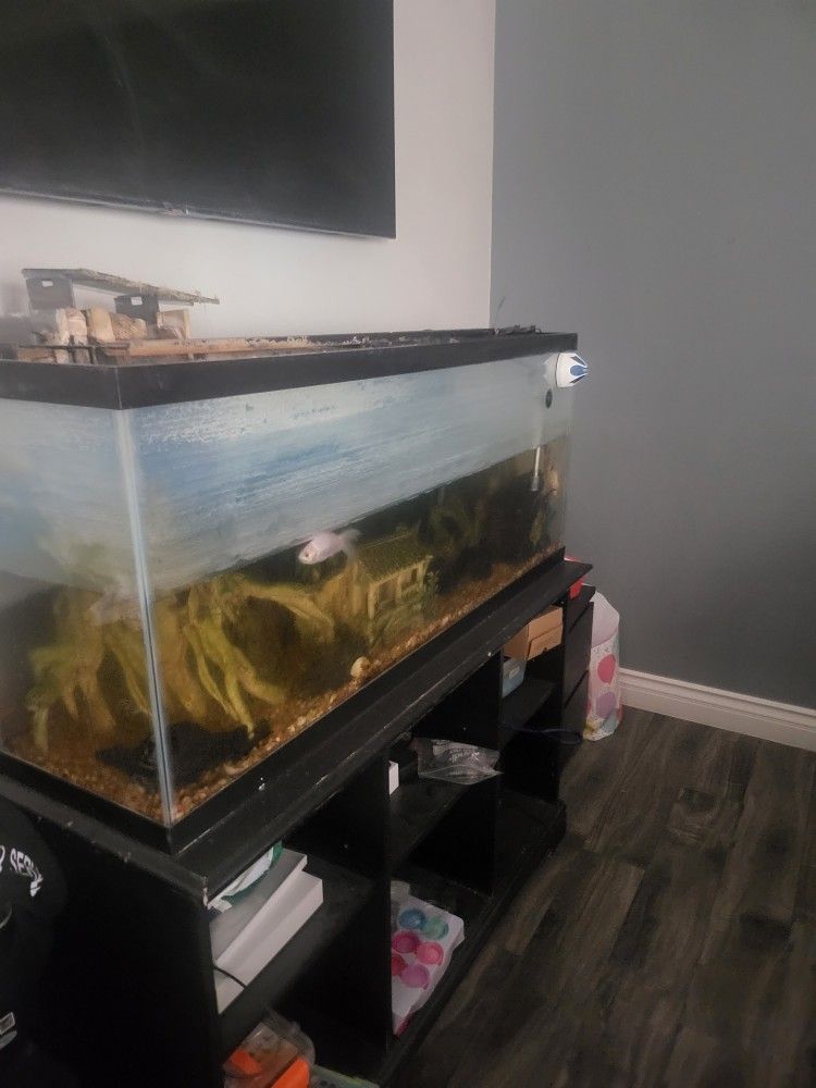 Fish Tank