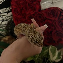 Free Gecko 