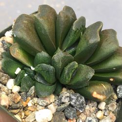 Succulents