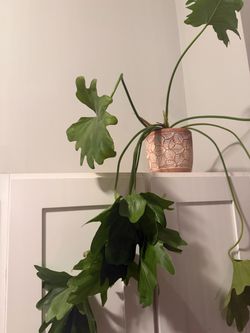 Indoor Plant