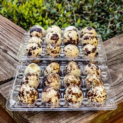 Fresh Quail Eggs