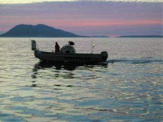 FRESH WILD SALMON FOR SALE!