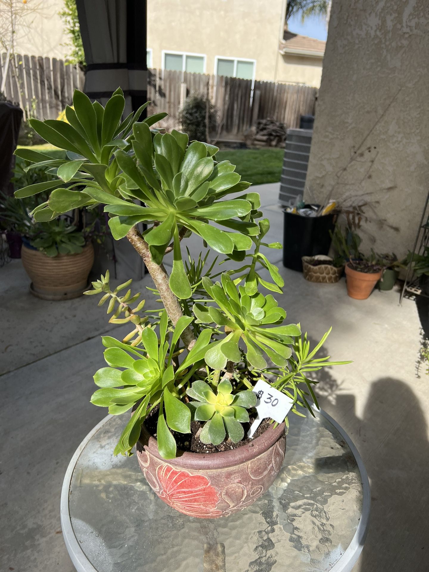 Large Beautiful Succulent Planter