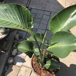 White  Bird Of Paradise 