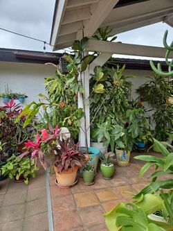Over 8 Feet Fiddle Leaf Fig Tree In 5 Gallon Black Pot