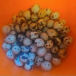 Quail Eggs