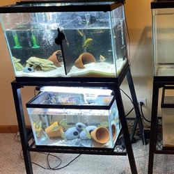 30 gallon tall in 20 gallon with stand