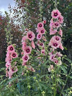 Multicolor Hollyhock Seeds. Heirloom NonGMO Open Pollinated 50 Seeds. Perennial.