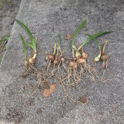 Amaryllis Bulbs And Day Lilies