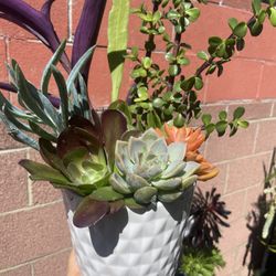 Gorgeous Succulent In Ceramic Pot 