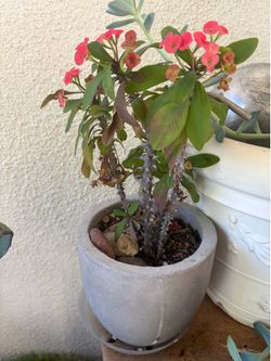Crown of thorn plant